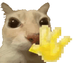 A cat waving hello